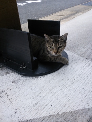 長崎猫  市内にゃんこ其の114
