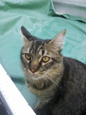 長崎猫 市内にゃんこ其の118
