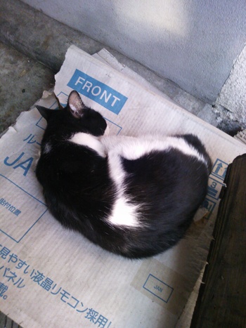 長崎猫 市内にゃんこ其の121
