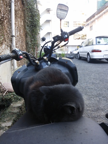 長崎猫 市内にゃんこ其の121