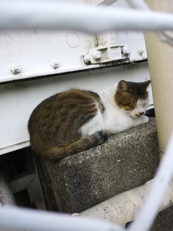 長崎猫 市内にゃんこ其の121