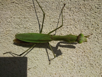 カマキリ