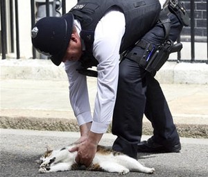 イギリス首相官邸の猫