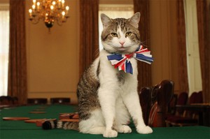 イギリス首相官邸の猫