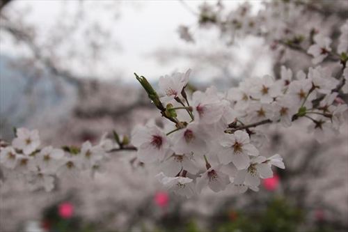 立山お花見