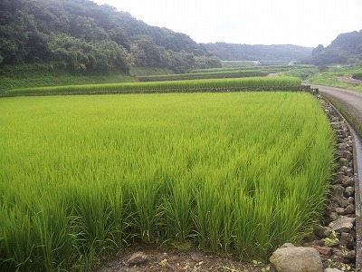 雲仙市瑞穂町　お米の成長順調です。